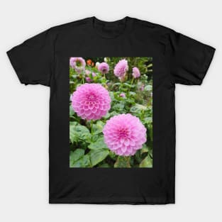 Two Pink Dahlias T-Shirt